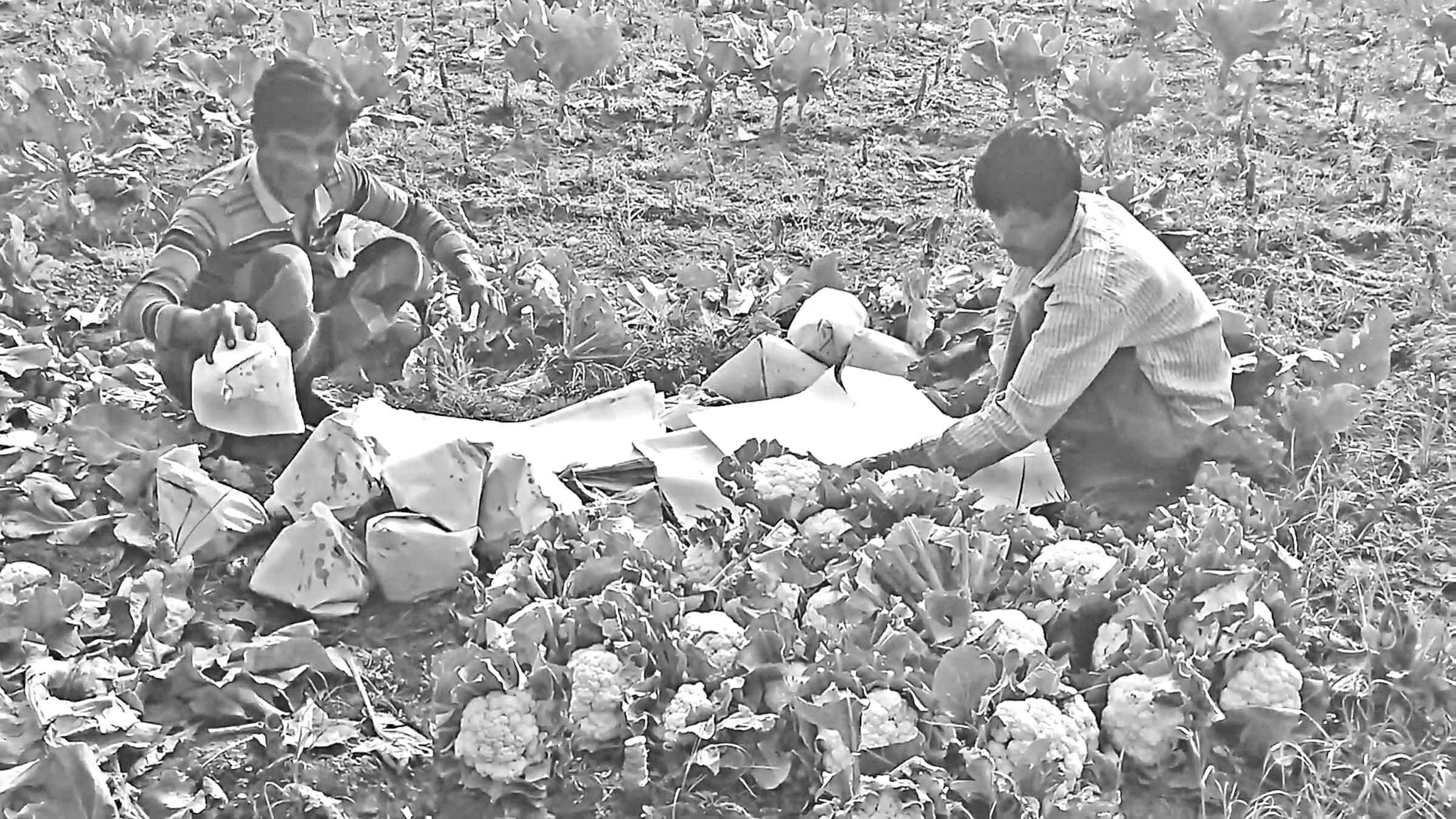 গাংনীর ফুলকপি চাষিদের মাথায় হাত