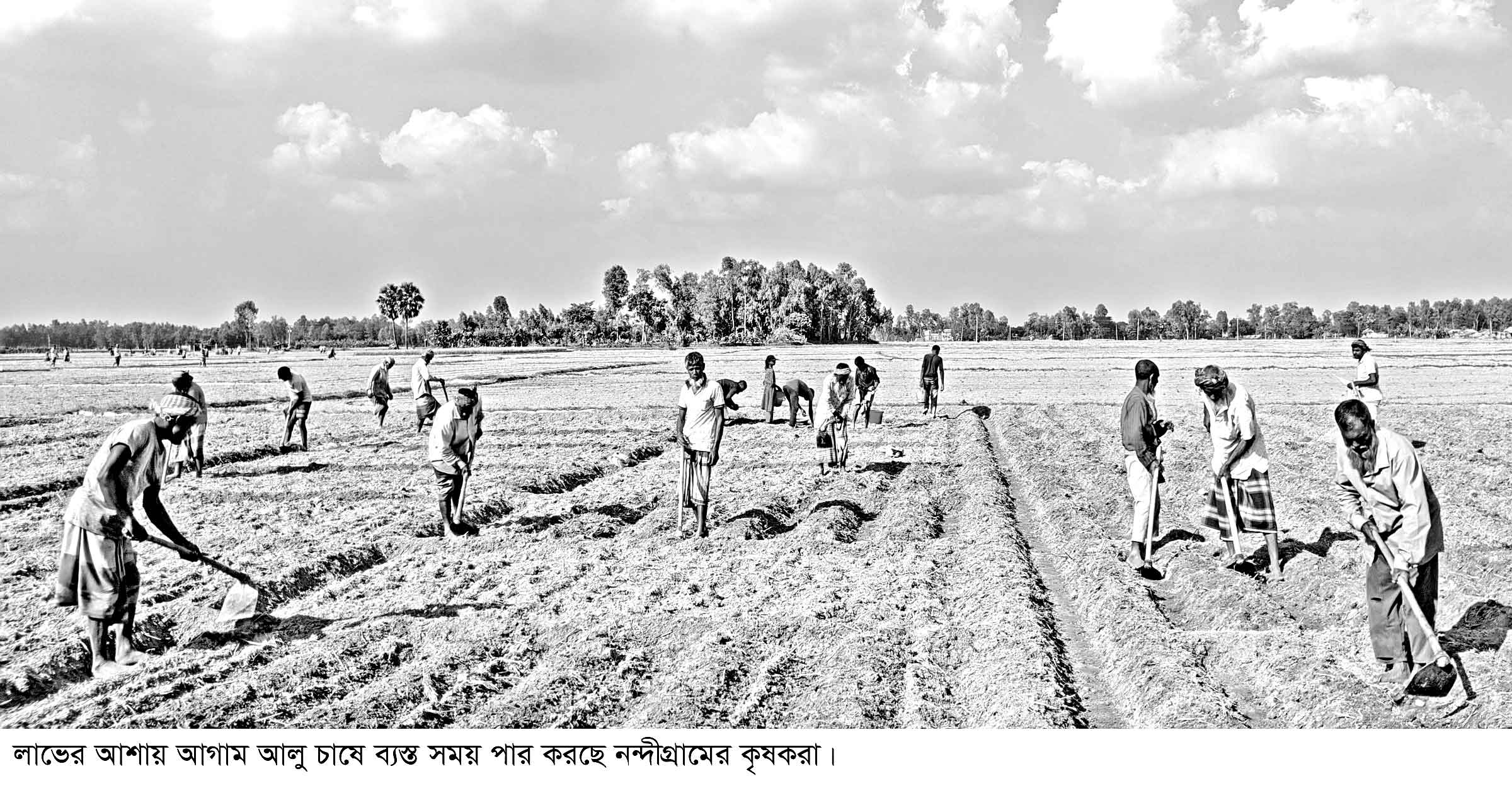 নন্দীগ্রামে আমনের লোকসান পোষাতে আগাম আলু চাষে ব্যস্ত কৃষক