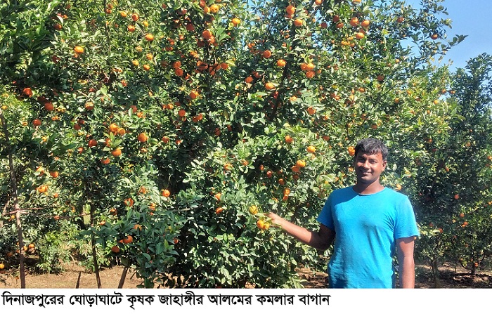 ঘোড়াঘাটে পরিক্ষামূলক কমলা চাষে সফল জাহাঙ্গীর আলম  