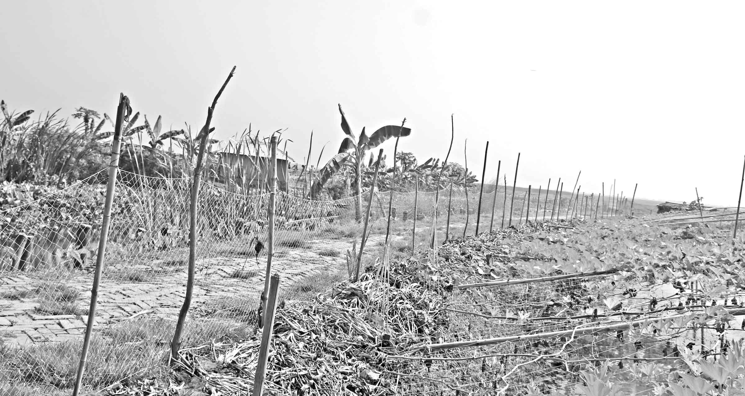 এক রাস্তা নির্মাণে চাষাবাদের আওতায় ১২শ' বিঘা জমি
