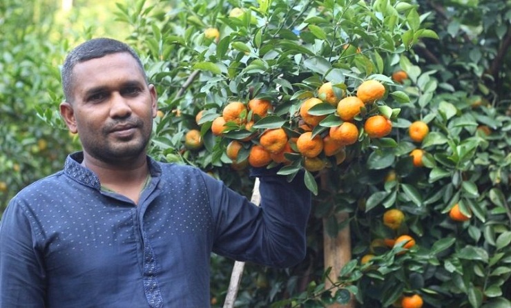 শার্শায় কমলা বাগান করে সফল কৃষক ইউসুফ আলী