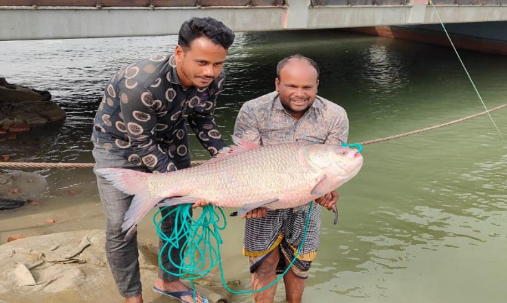 পদ্মায় জেলের জালে সাড়ে ২১ কেজির কাতল