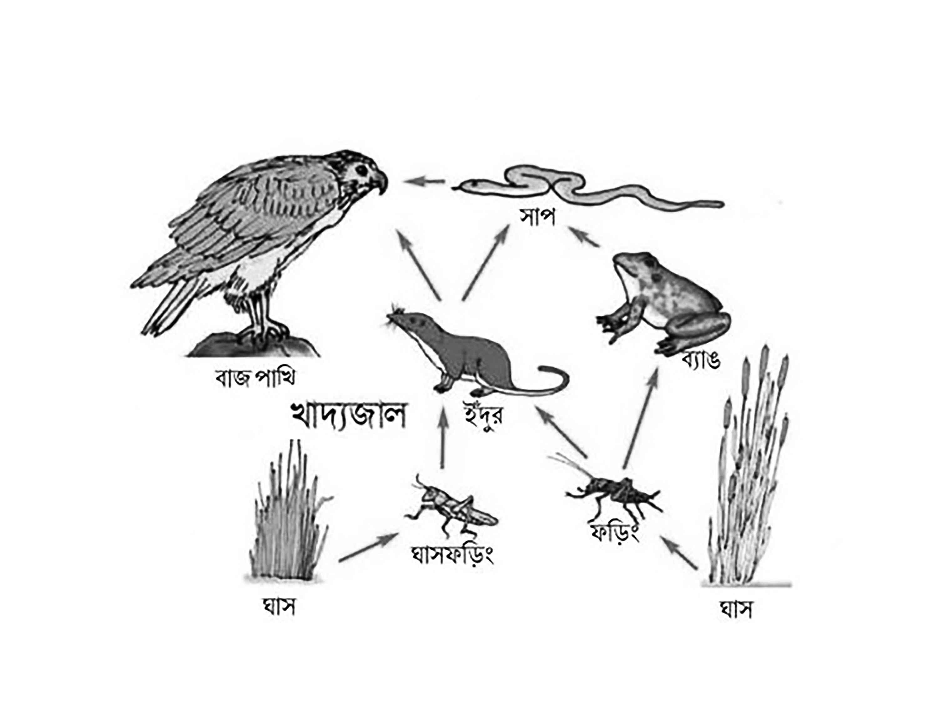পঞ্চম শ্রেণির পড়াশোনা