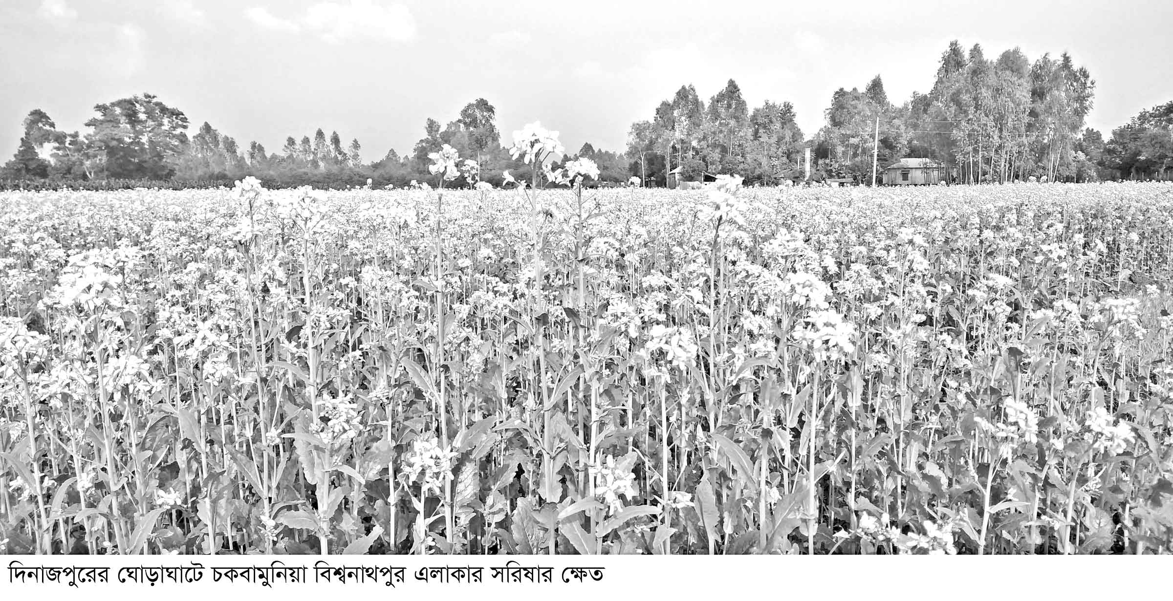 ঘোড়াঘাট ও পার্বতীপুরে বেড়েছে সরিষার আবাদ