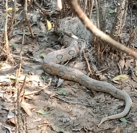 মনপুরায় বিষধর রাসেল ভাইপার সাপ উদ্ধার