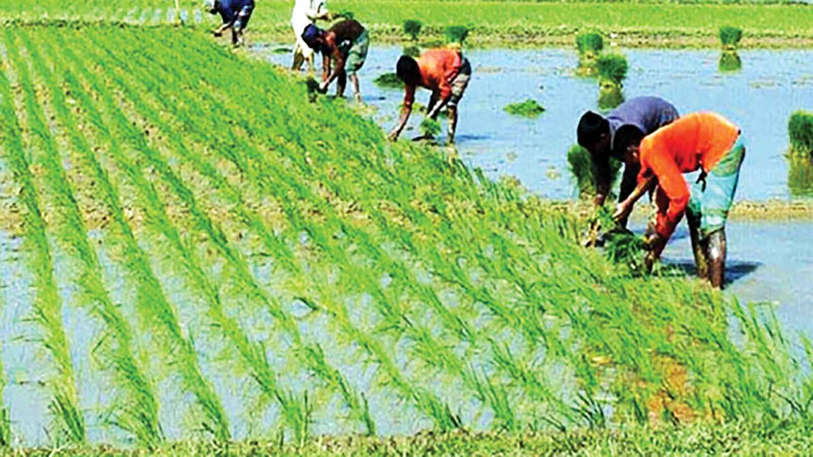 বোরো আবাদে মহাপরিকল্পনা