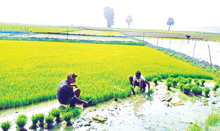 বোরো আবাদে মহাপরিকল্পনা