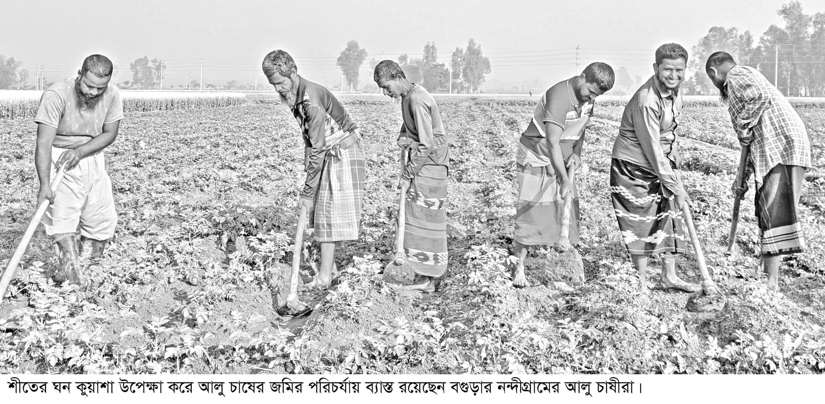 নন্দীগ্রামের মাঠে মাঠে আলু পরিচর্যায় ব্যস্ততা