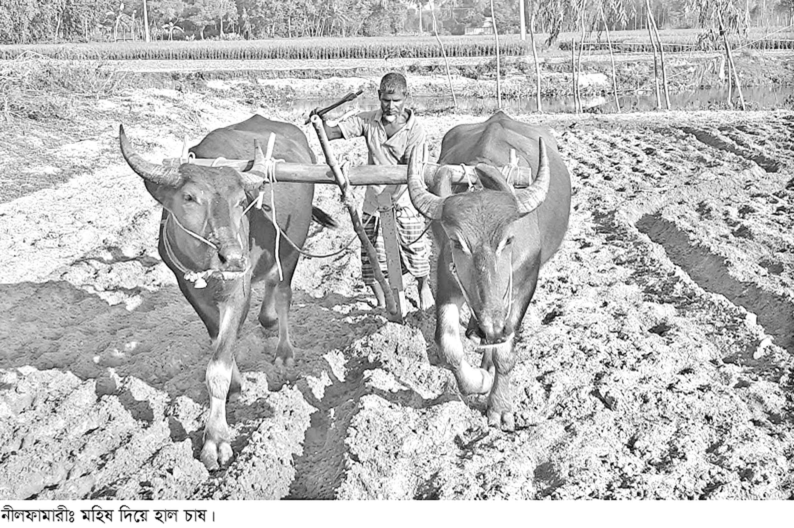গ্রামীণ ঐতিহ্যবাহী 'মহিষ দিয়ে হাল চাষ' এখন বিরল