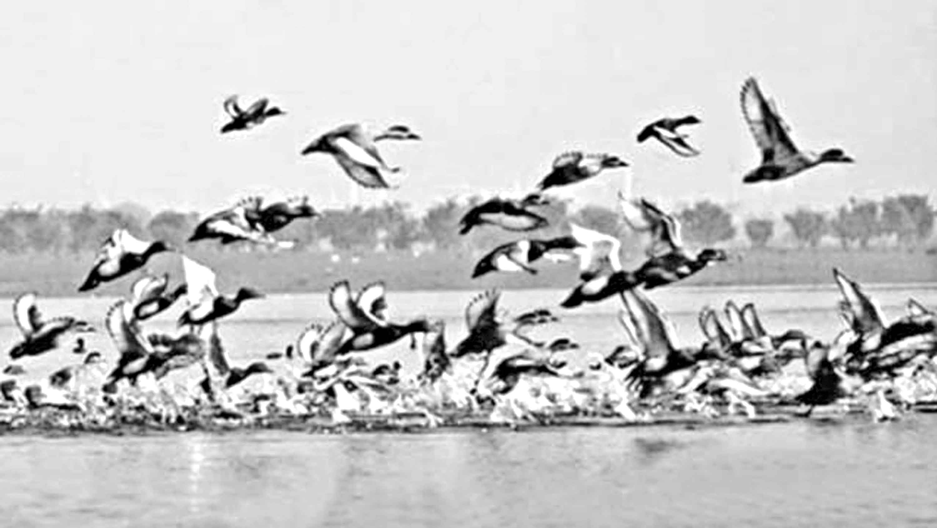 সিরাজগঞ্জের চলনবিল অতিথি পাখির কিচিরমিচিরে মুখরিত