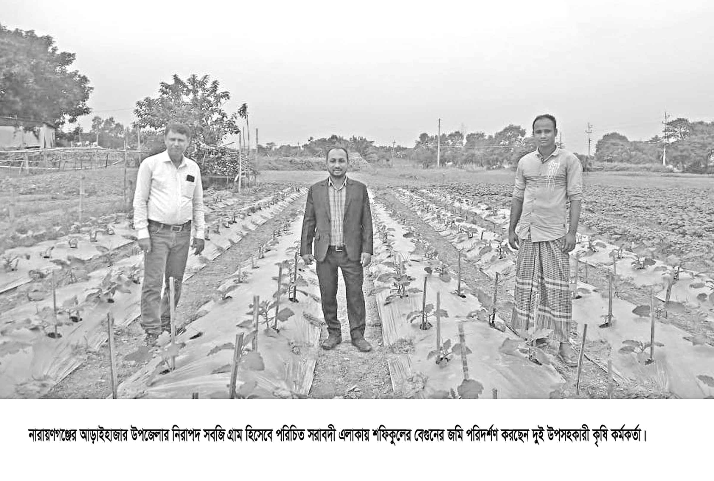 আড়াইহাজারে বেগুন চাষের ব্যাপক সাড়া