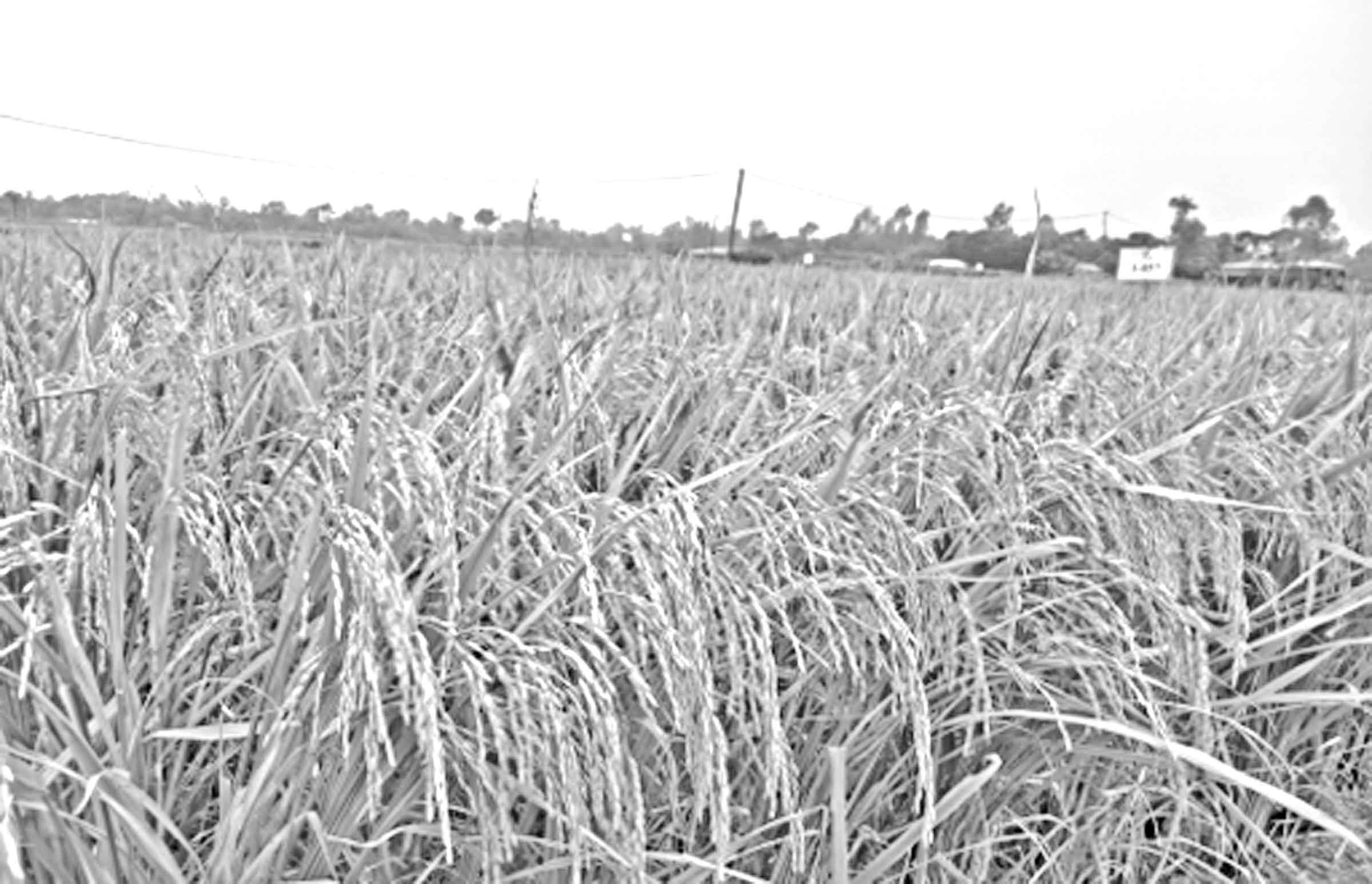 প্রোটিন চাহিদা পূরণে সক্ষম ধানের নতুন জাত অনুমোদন