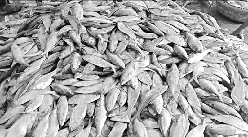 এক টানে জালে উঠল ৯২ মণ ইলিশ