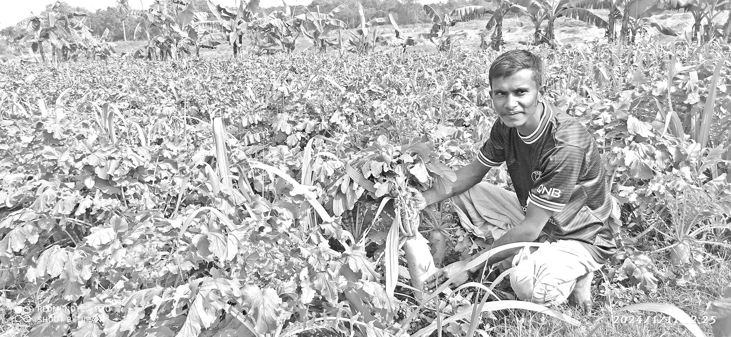 হালদার চরে জাপানি মুলার বাম্পার ফলন
