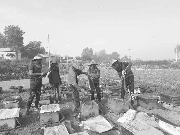 টাঙ্গাইলে মধু আহরণে সরিষা আবাদ বাড়ছে