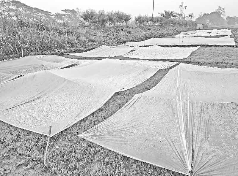 শীত-কুয়াশায় বীজতলা নিয়ে শঙ্কায় কৃষক