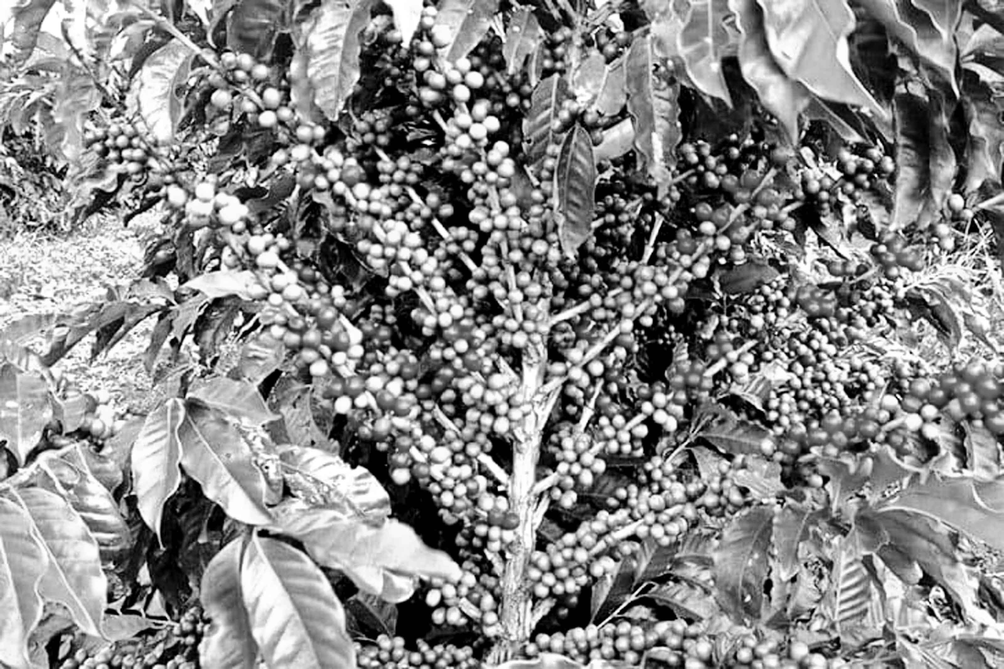 পাহাড়ি এলাকায় বাণিজ্যিকভাবে কফি চাষের সম্ভাবনা বাড়ছে