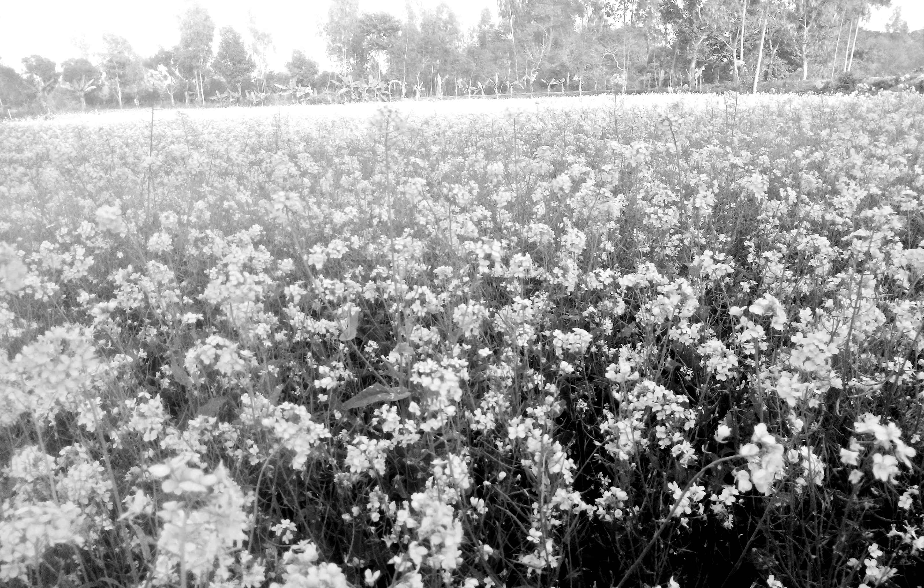 দিনাজপুরে বাড়ছে সরিষা চাষ