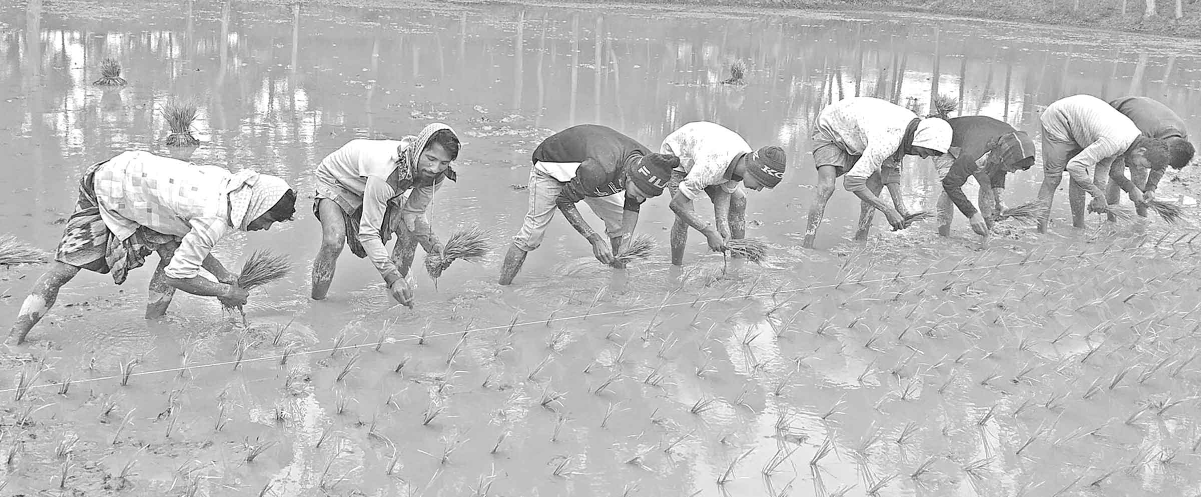কর্মকর্তাদের তদারকি না থাকায় ঝুঁকিতে হবিগঞ্জের বোরো আবাদ