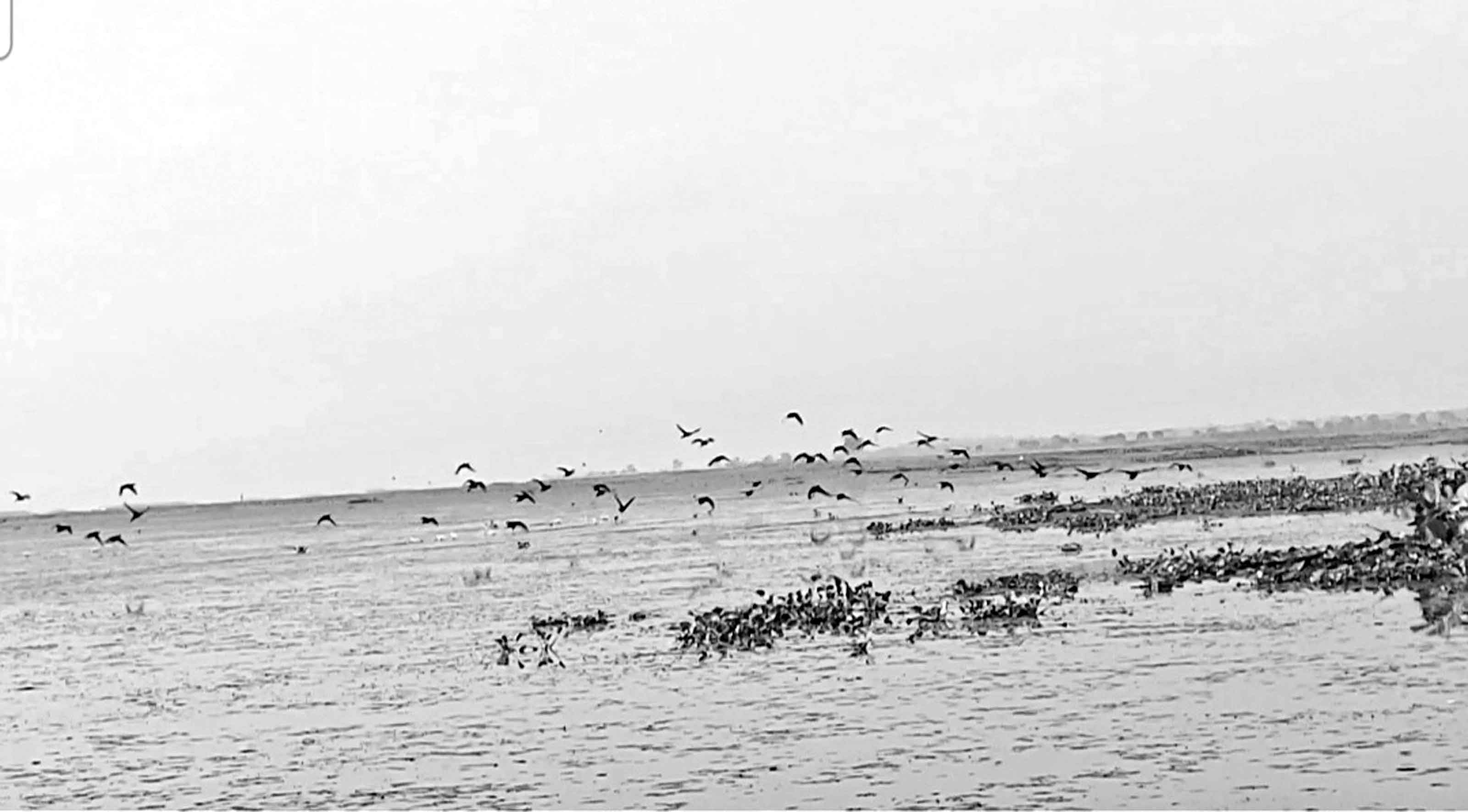 অতিথি পাখির কলতানে মুখর বাইক্কাবিল