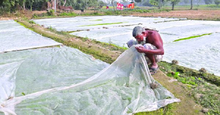 সৈয়দপুরে শীত ও কুয়াশায় বীজতলা নিয়ে শঙ্কায় কৃষক