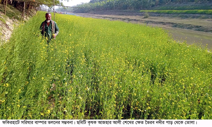 ফকিরহাটে সরিষার বাম্পার ফলনের স্বপ্ন দেখছেন কৃষকেরা