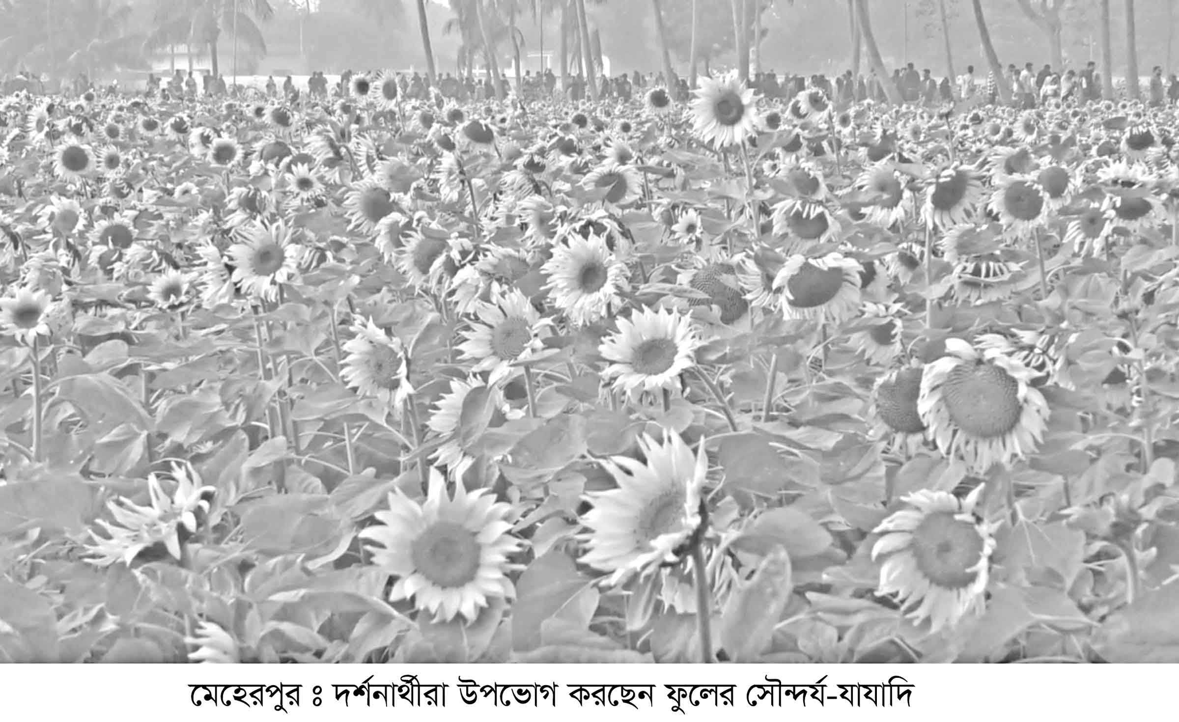 মেহেরপুরে সূর্যমুখীর হাসি উৎফুলস্ন দর্শনার্থী