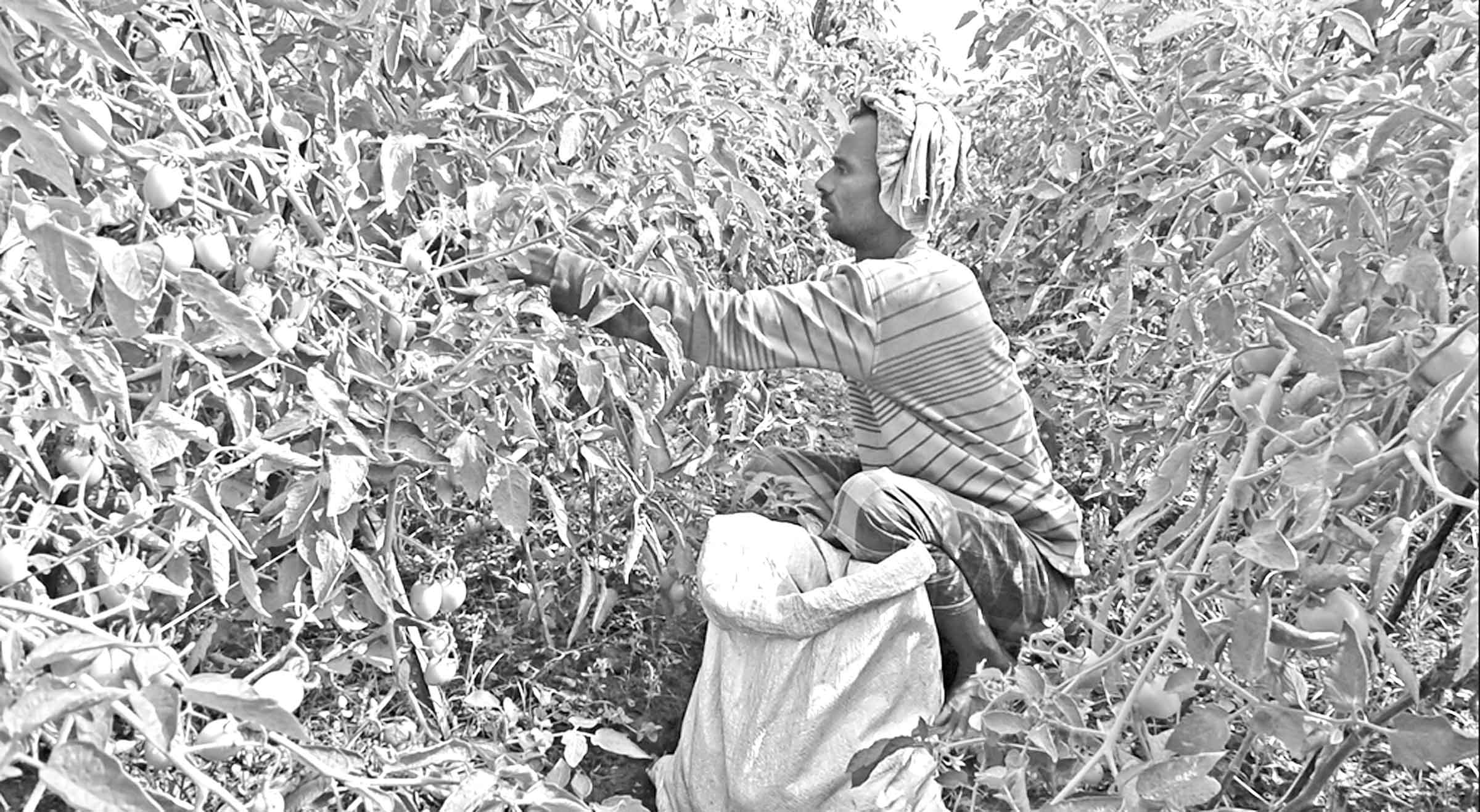 গাংনীতে স্মার্ট জাতের টমেটোর চাষ