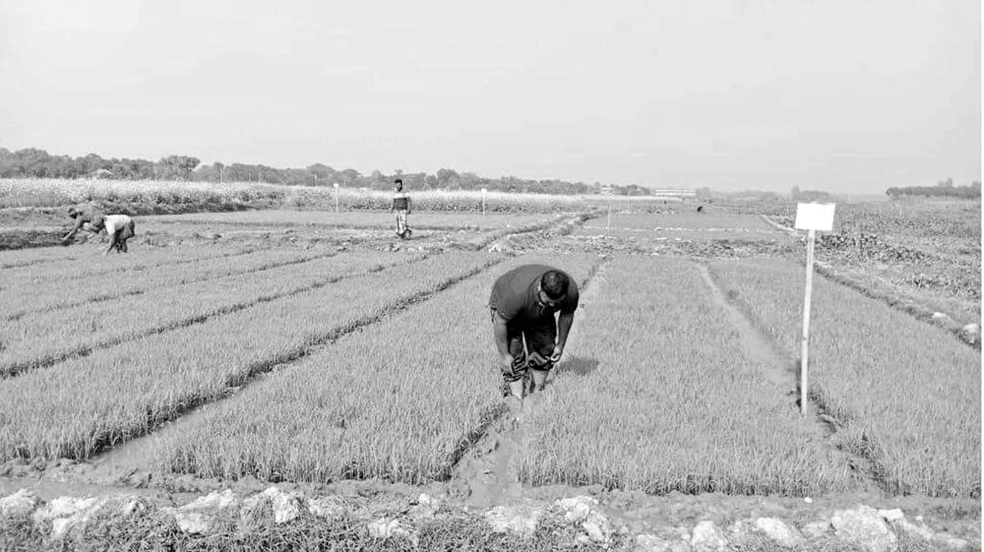 কুয়াশায় বীজতলা নিয়ে কৃষকের দুশ্চিন্তা বাড়ছে