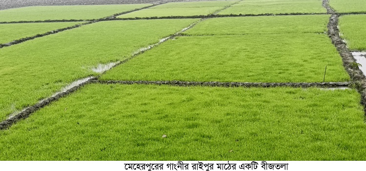 গাংনীতে কোল্ড ইনজুরিতে বীজতলা নষ্টের শঙ্কা