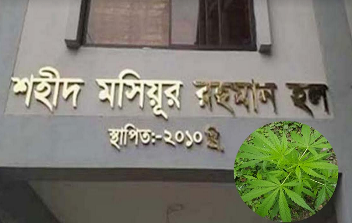 যবিপ্রবি শ.ম.র. হল থেকে গাজা গাছ উদ্ধার 