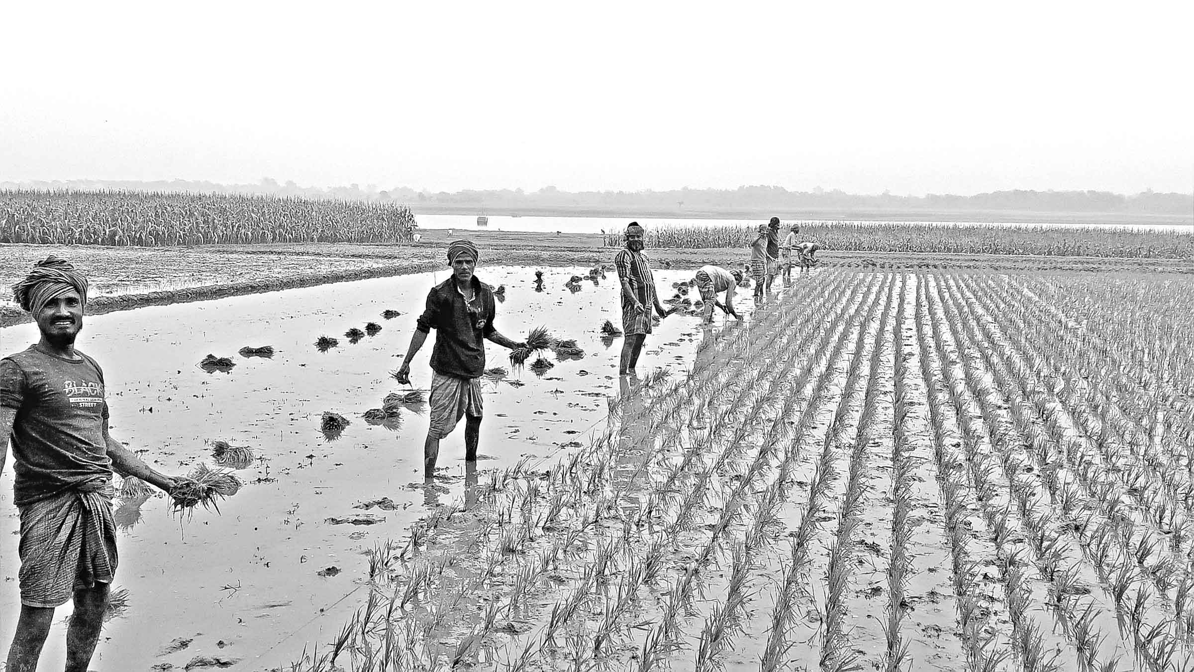 তীব্র শীত ও ঘন কুয়াশায় ফসল নিয়ে দুশ্চিন্তায় কৃষক