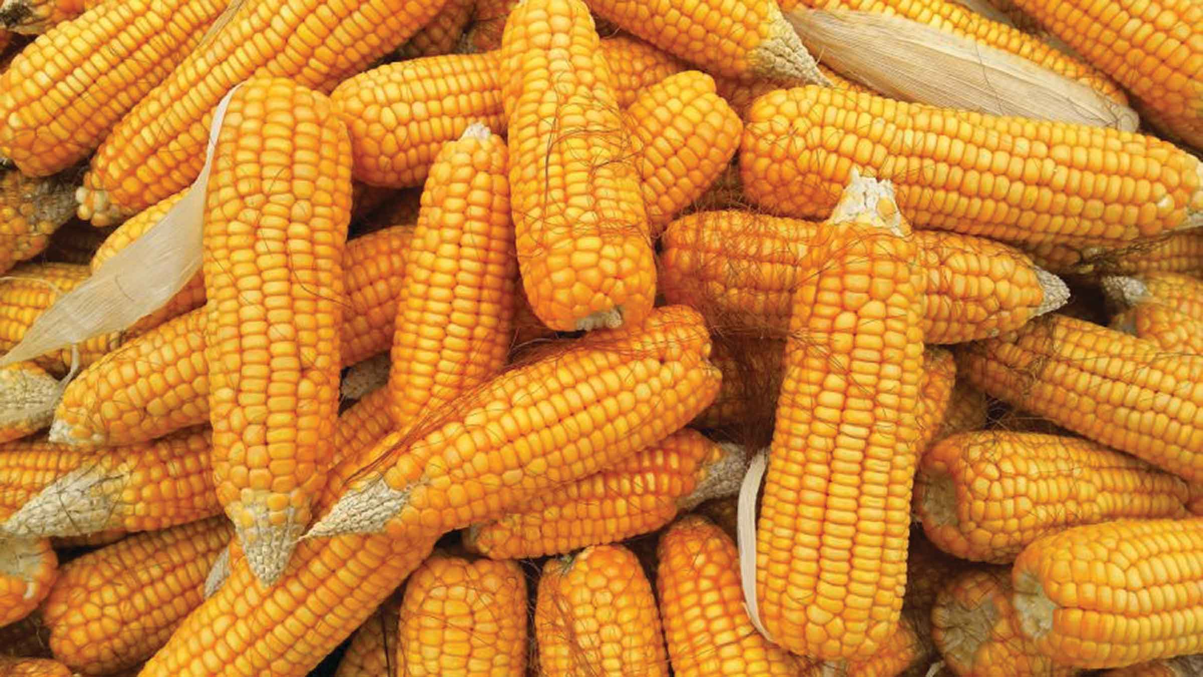 বৈশ্বিক ভুট্টা উৎপাদন ৬ শতাংশ বাড়ার সম্ভাবনা