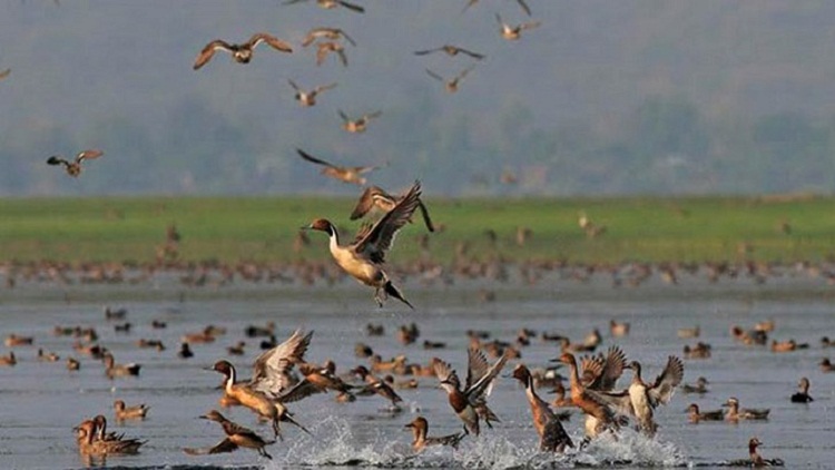 অতিথি পাখির আগমনে মুখরিত ঘাটাইল 