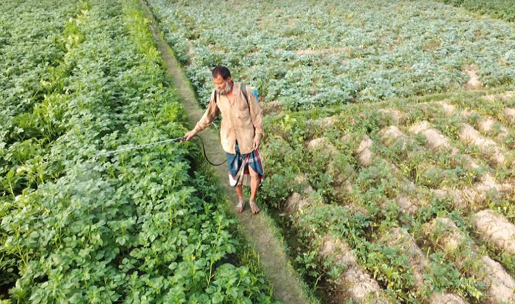 বগুড়ায় আলুর নাভি ধসে আতঙ্কিত কৃষক