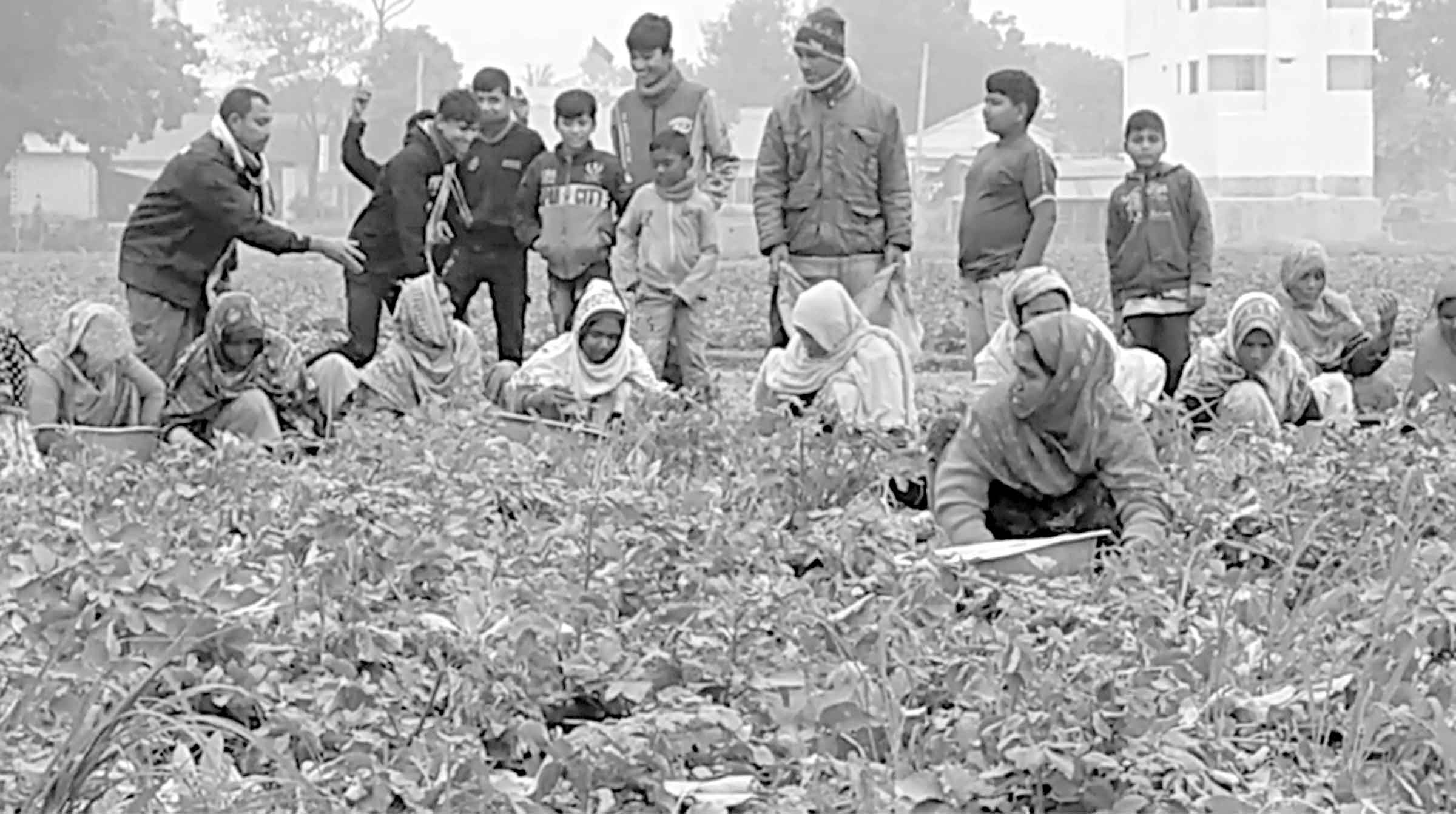 দিনাজপুরে আগাম আলু চাষে লাভবান কৃষক