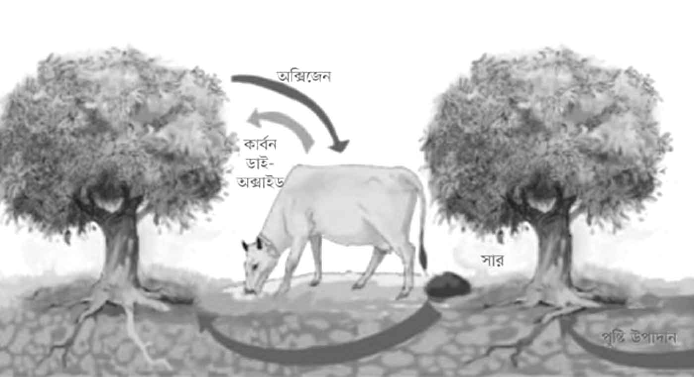 উষ্ণতা বৃদ্ধিতে হিমশিম খাচ্ছে প্রাণীদের অভিযোজন শক্তি