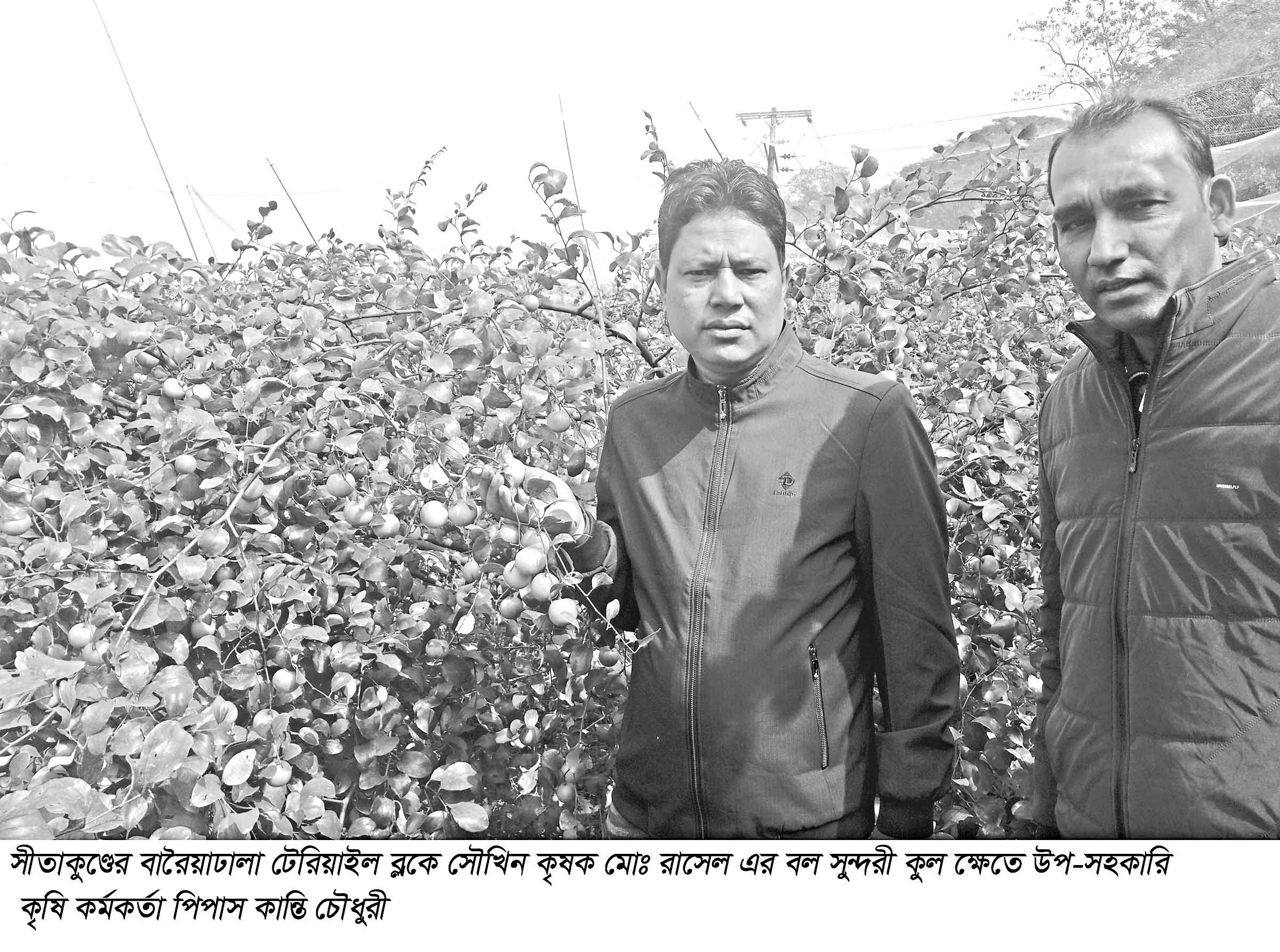 'বল সুন্দরী' কুলে স্বপ্ন দেখছে চাষি