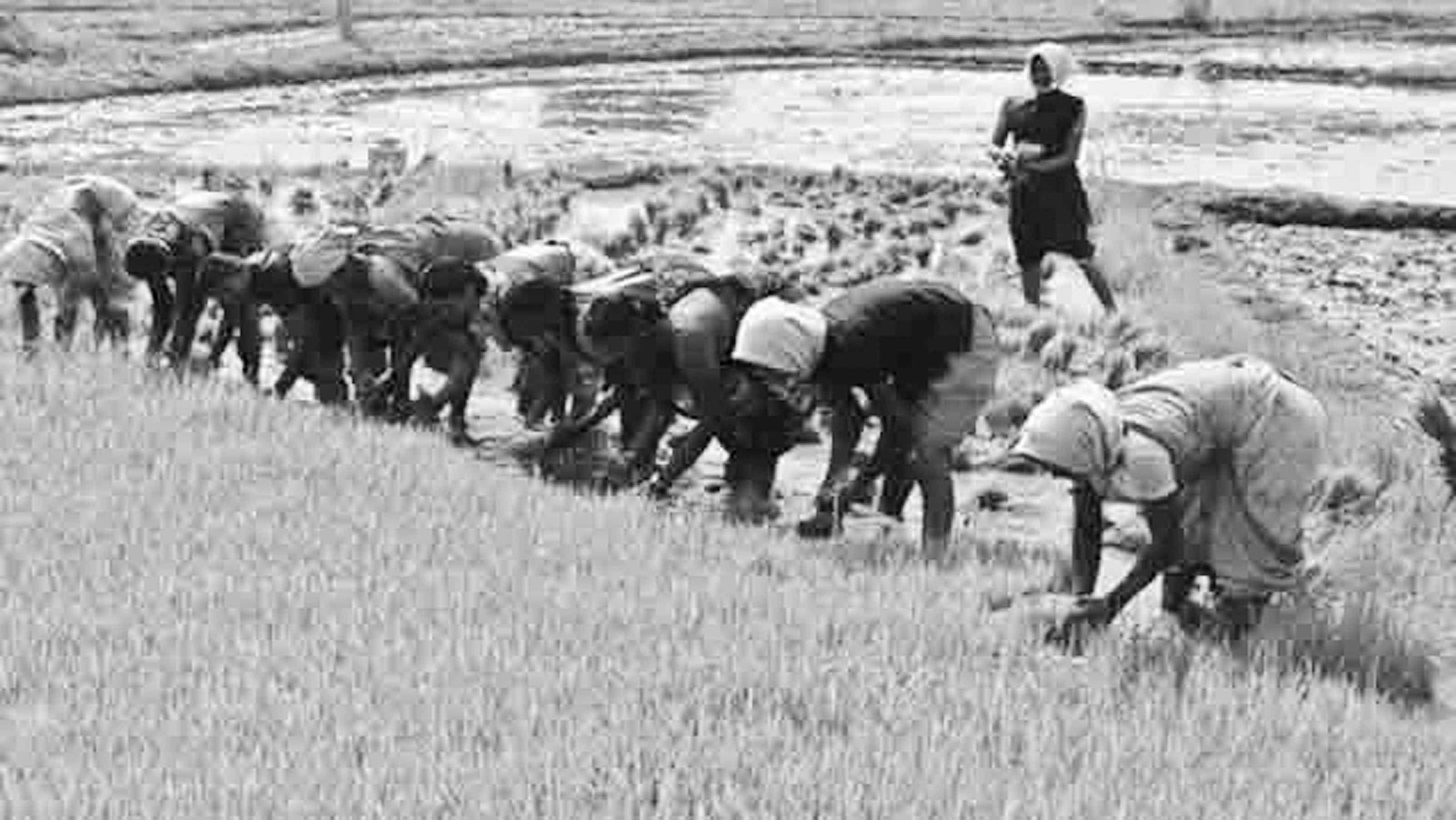 অর্থনীতির চাকাকে গতিশীল করছে কৃষি