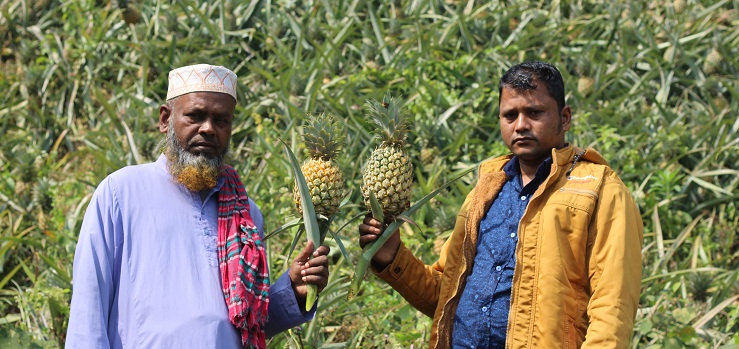নানিয়ারচরে আনারস চাষে কৃষকের মুখে হাসি