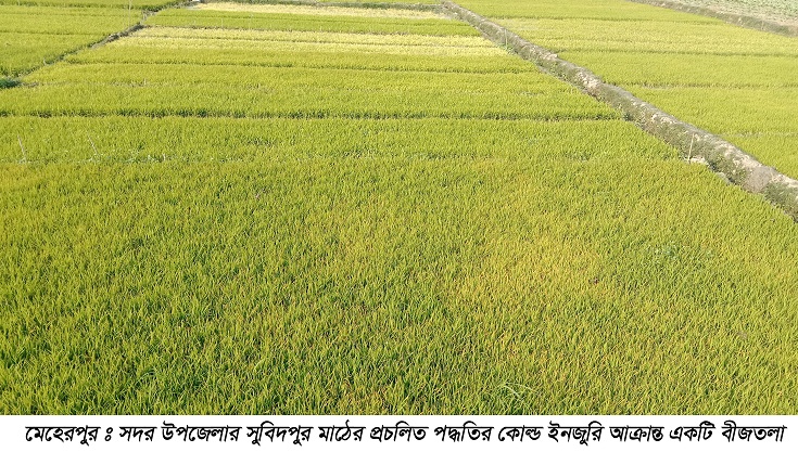 মেহেরপুরে কোল্ড ইনজুরির কবলে বোরো বীজতলা