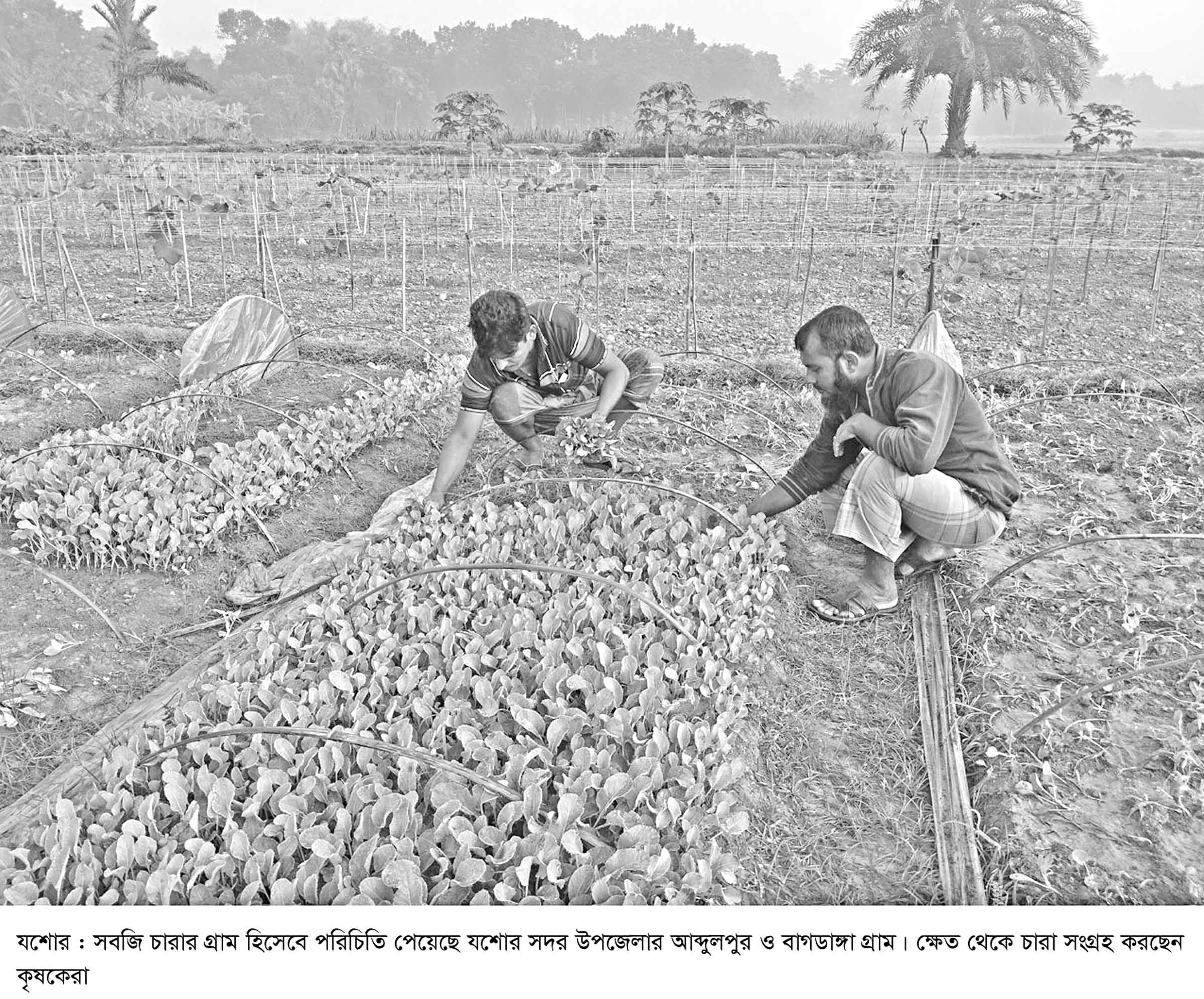 উৎপাদিত চারা ১৫ কোটি টাকা বিক্রির আশা