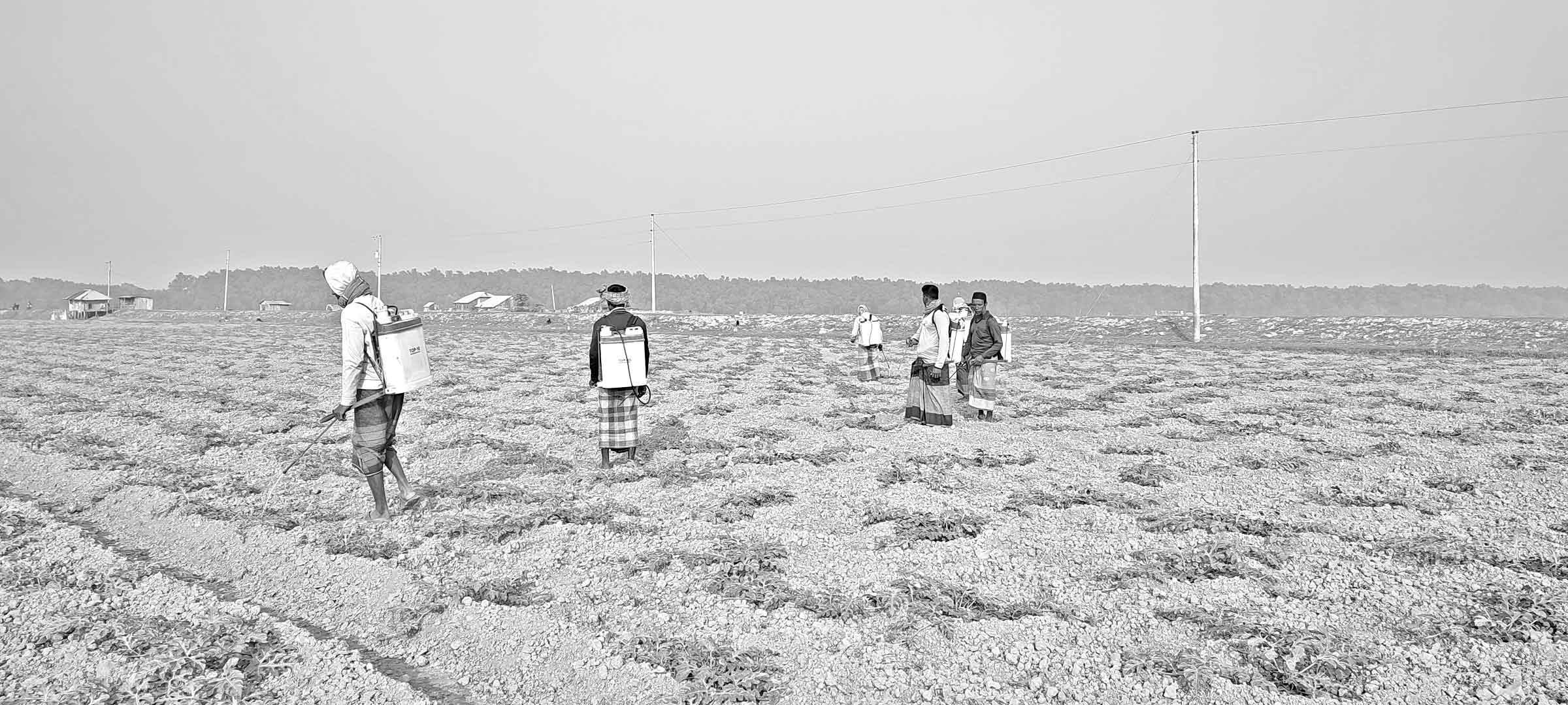 অজানা কারণে মরছে তরমুজ গাছ