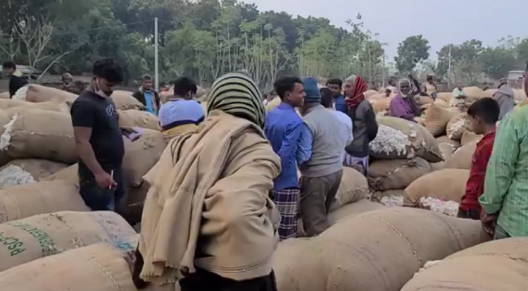 দৌলতপুরে তুলার চাষ বেড়েছে ॥ দাম নিয়ে শঙ্কায় কৃষক