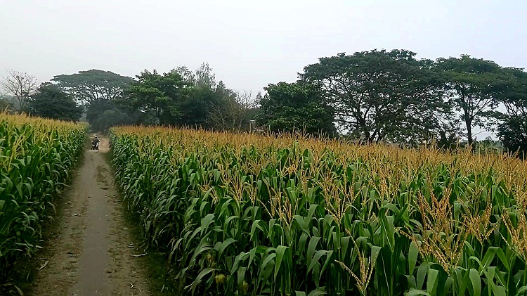 চরভদ্রাসনে বেড়েছে ভূট্টার আবাদ
