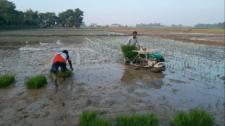 জগন্নাথপুরে আধুনিক পদ্ধতিতে বীজতলা-রোপণ-কর্তন
