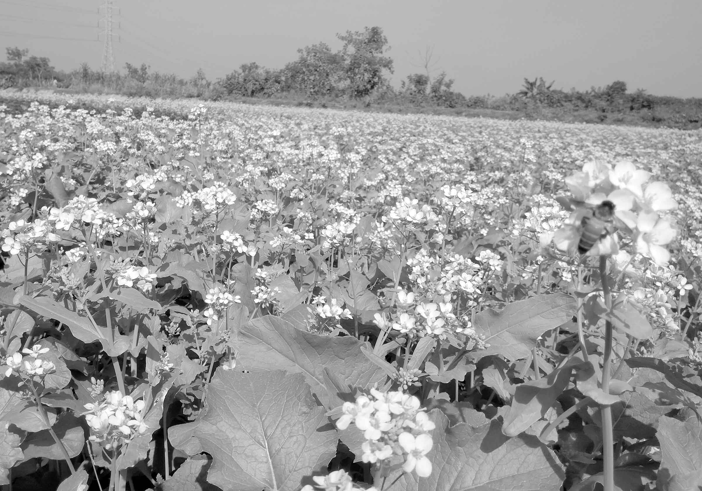 যশোর অঞ্চলে আশাতীতভাবে বেড়েছে সরিষার চাষ