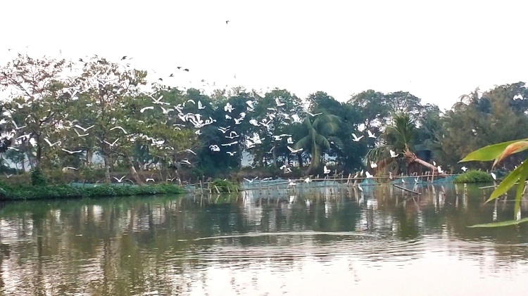কালিয়ার অরুণিমায় অতিথি পাখির মেলা।