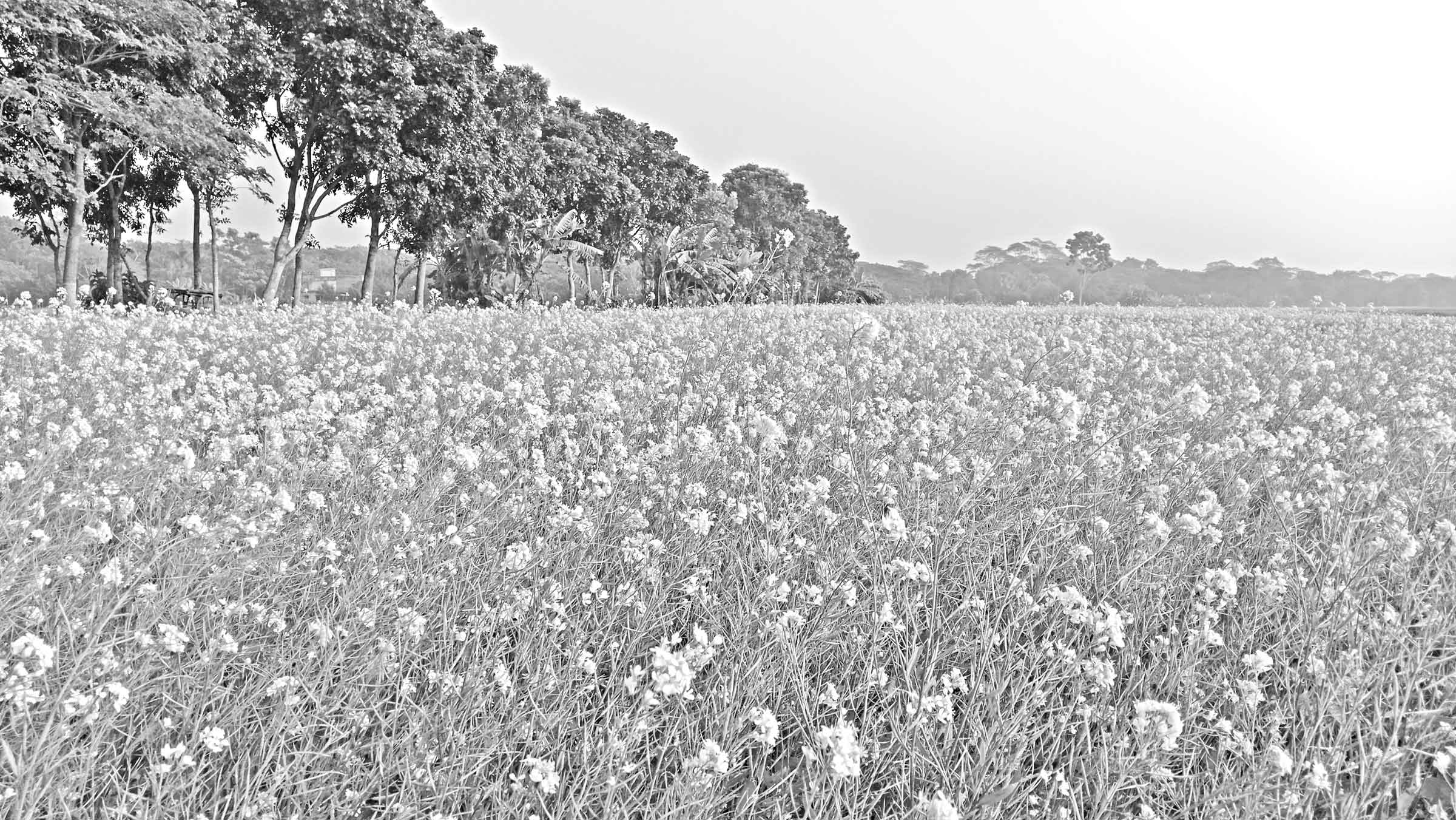 সরিষায় নতুন স্বপ্ন দেখছেন শিবচর ও চকরিয়ার চাষিরা