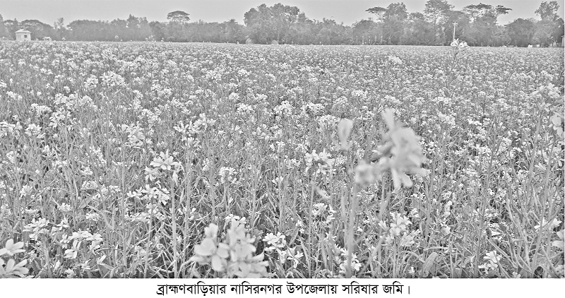 ব্রাহ্মণবাড়িয়ায় দিগন্তজুড়ে হলুদের সমারোহ